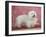 Coton De Tulear Dog Standing on Rug-Petra Wegner-Framed Photographic Print