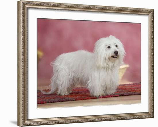 Coton De Tulear Dog Standing on Rug-Petra Wegner-Framed Photographic Print