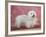 Coton De Tulear Dog Standing on Rug-Petra Wegner-Framed Photographic Print