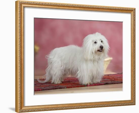 Coton De Tulear Dog Standing on Rug-Petra Wegner-Framed Photographic Print