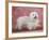 Coton De Tulear Dog Standing on Rug-Petra Wegner-Framed Photographic Print