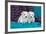 Coton De Tulear Puppies Posing-Zandria Muench Beraldo-Framed Photographic Print