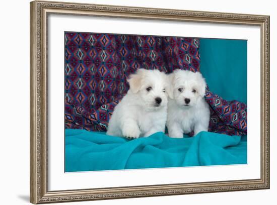 Coton De Tulear Puppies Posing-Zandria Muench Beraldo-Framed Photographic Print