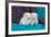 Coton De Tulear Puppies Posing-Zandria Muench Beraldo-Framed Photographic Print