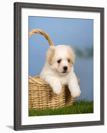 Coton De Tulear Puppy, 6 Weeks, in a Basket-Petra Wegner-Framed Photographic Print