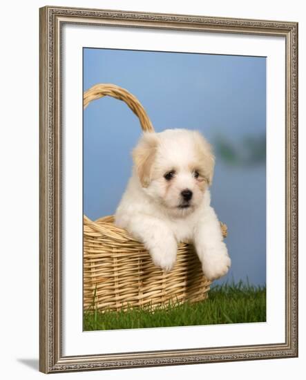 Coton De Tulear Puppy, 6 Weeks, in a Basket-Petra Wegner-Framed Photographic Print