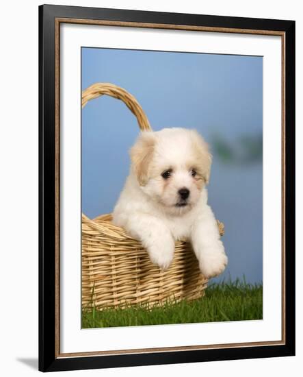 Coton De Tulear Puppy, 6 Weeks, in a Basket-Petra Wegner-Framed Photographic Print