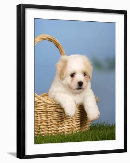 Coton De Tulear Puppy, 6 Weeks, in a Basket-Petra Wegner-Framed Photographic Print