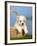 Coton De Tulear Puppy, 6 Weeks, in a Basket-Petra Wegner-Framed Photographic Print