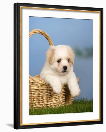 Coton De Tulear Puppy, 6 Weeks, in a Basket-Petra Wegner-Framed Photographic Print