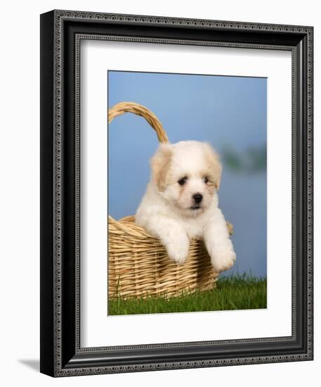 Coton De Tulear Puppy, 6 Weeks, in a Basket-Petra Wegner-Framed Photographic Print