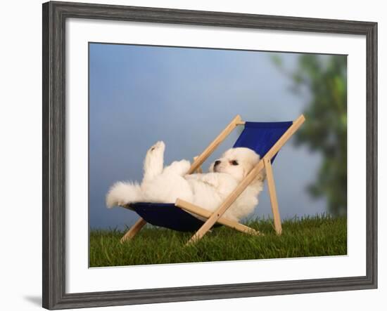 Coton De Tulear Puppy, 6 Weeks, Lying in a Deckchair-Petra Wegner-Framed Photographic Print