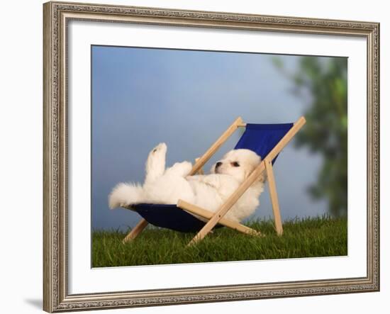 Coton De Tulear Puppy, 6 Weeks, Lying in a Deckchair-Petra Wegner-Framed Photographic Print