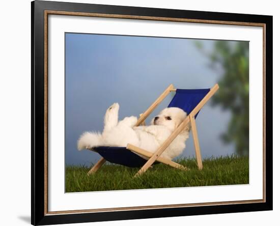 Coton De Tulear Puppy, 6 Weeks, Lying in a Deckchair-Petra Wegner-Framed Photographic Print