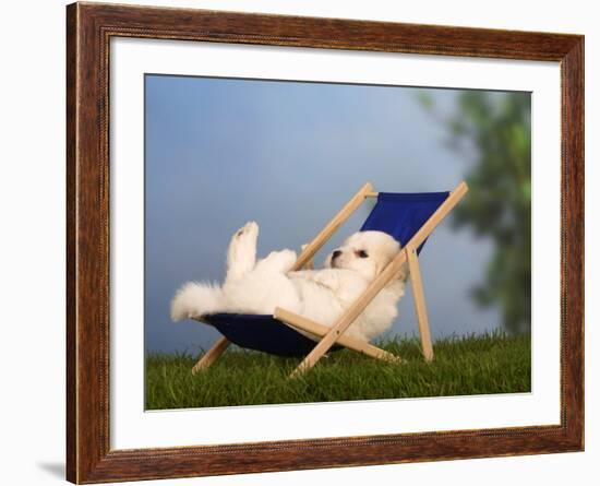 Coton De Tulear Puppy, 6 Weeks, Lying in a Deckchair-Petra Wegner-Framed Photographic Print