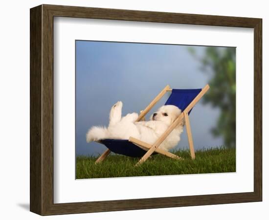 Coton De Tulear Puppy, 6 Weeks, Lying in a Deckchair-Petra Wegner-Framed Photographic Print