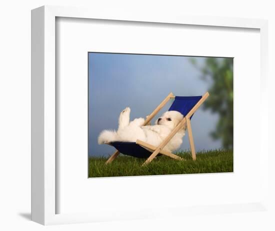 Coton De Tulear Puppy, 6 Weeks, Lying in a Deckchair-Petra Wegner-Framed Photographic Print