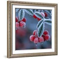 Cotoneaster Berries Covered in Frost-null-Framed Photographic Print