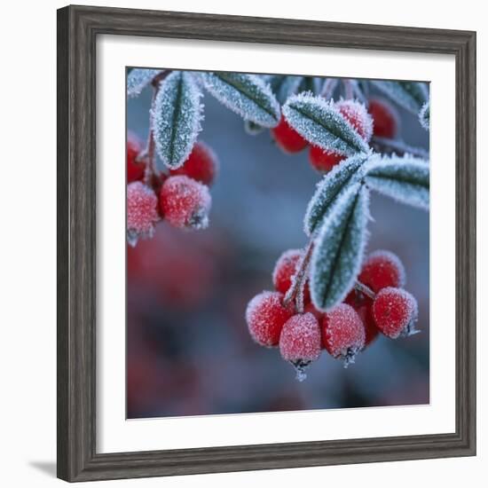 Cotoneaster Berries Covered in Frost-null-Framed Photographic Print