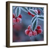 Cotoneaster Berries Covered in Frost-null-Framed Photographic Print