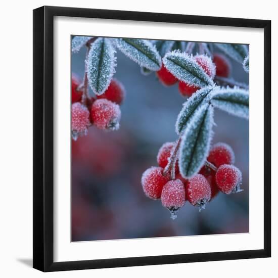 Cotoneaster Berries Covered in Frost-null-Framed Photographic Print