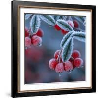 Cotoneaster Berries Covered in Frost-null-Framed Photographic Print