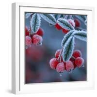 Cotoneaster Berries Covered in Frost-null-Framed Photographic Print