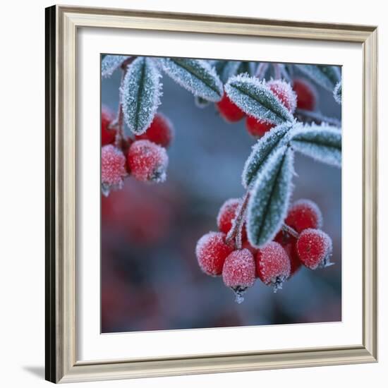 Cotoneaster Berries Covered in Frost-null-Framed Photographic Print