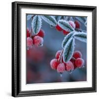Cotoneaster Berries Covered in Frost-null-Framed Photographic Print