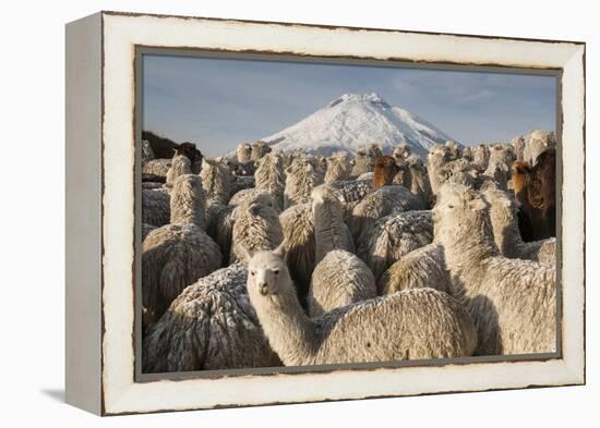 Cotopaxi Volcano and Alpacas, Cotopaxi National Park, Andes, Ecuador-Pete Oxford-Framed Premier Image Canvas