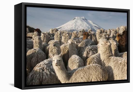 Cotopaxi Volcano and Alpacas, Cotopaxi National Park, Andes, Ecuador-Pete Oxford-Framed Premier Image Canvas