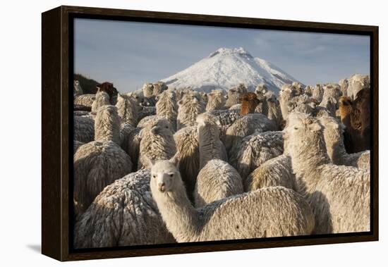 Cotopaxi Volcano and Alpacas, Cotopaxi National Park, Andes, Ecuador-Pete Oxford-Framed Premier Image Canvas