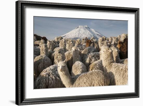 Cotopaxi Volcano and Alpacas, Cotopaxi National Park, Andes, Ecuador-Pete Oxford-Framed Photographic Print