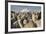 Cotopaxi Volcano and Alpacas, Cotopaxi National Park, Andes, Ecuador-Pete Oxford-Framed Photographic Print