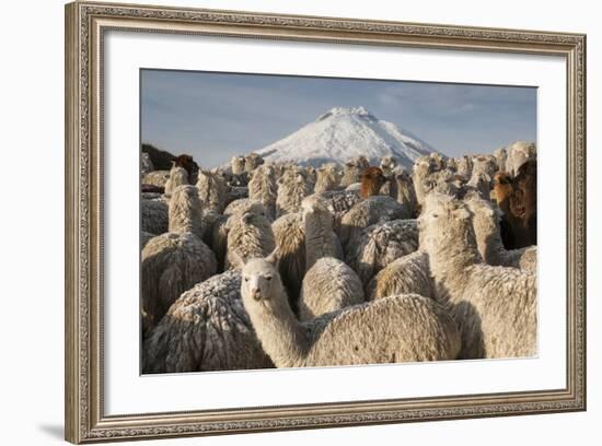 Cotopaxi Volcano and Alpacas, Cotopaxi National Park, Andes, Ecuador-Pete Oxford-Framed Photographic Print