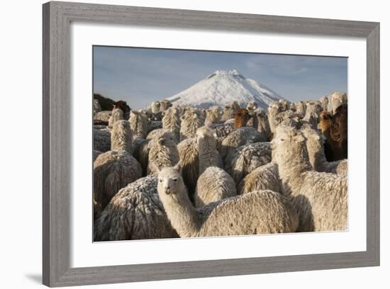 Cotopaxi Volcano and Alpacas, Cotopaxi National Park, Andes, Ecuador-Pete Oxford-Framed Photographic Print