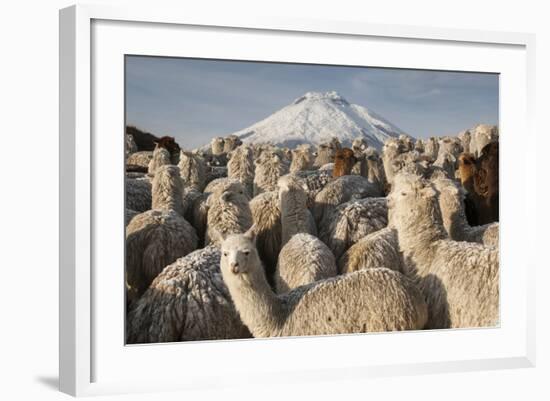 Cotopaxi Volcano and Alpacas, Cotopaxi National Park, Andes, Ecuador-Pete Oxford-Framed Photographic Print