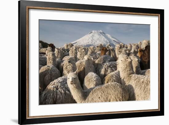 Cotopaxi Volcano and Alpacas, Cotopaxi National Park, Andes, Ecuador-Pete Oxford-Framed Photographic Print