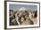 Cotopaxi Volcano and Alpacas, Cotopaxi National Park, Andes, Ecuador-Pete Oxford-Framed Photographic Print