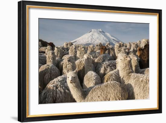 Cotopaxi Volcano and Alpacas, Cotopaxi National Park, Andes, Ecuador-Pete Oxford-Framed Photographic Print