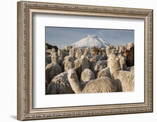 Cotopaxi Volcano and Alpacas, Cotopaxi National Park, Andes, Ecuador-Pete Oxford-Framed Photographic Print