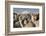 Cotopaxi Volcano and Alpacas, Cotopaxi National Park, Andes, Ecuador-Pete Oxford-Framed Photographic Print