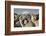 Cotopaxi Volcano and Alpacas, Cotopaxi National Park, Andes, Ecuador-Pete Oxford-Framed Photographic Print