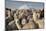 Cotopaxi Volcano and Alpacas, Cotopaxi National Park, Andes, Ecuador-Pete Oxford-Mounted Photographic Print