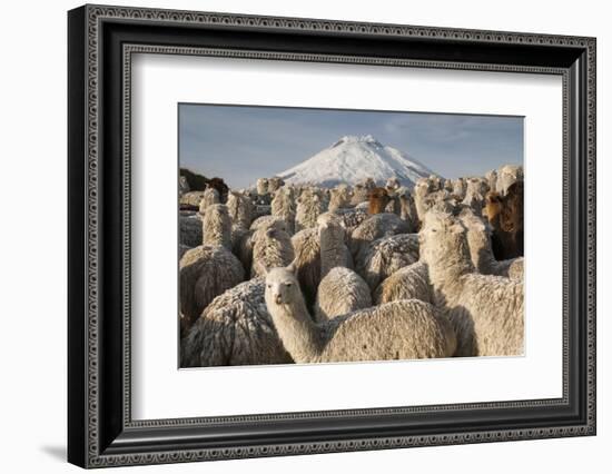 Cotopaxi Volcano and Alpacas, Cotopaxi National Park, Andes, Ecuador-Pete Oxford-Framed Photographic Print