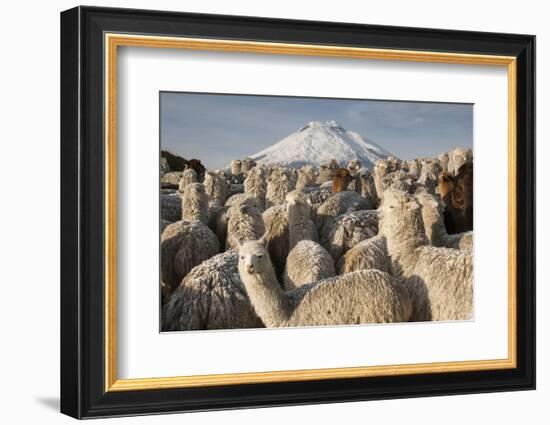 Cotopaxi Volcano and Alpacas, Cotopaxi National Park, Andes, Ecuador-Pete Oxford-Framed Photographic Print