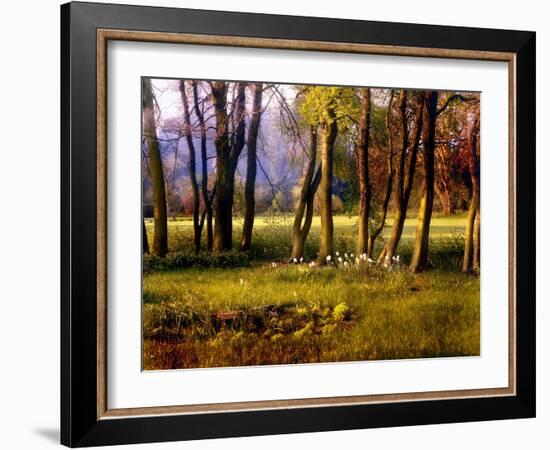 Cotswold Flowers-Jody Miller-Framed Photographic Print