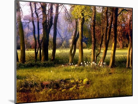 Cotswold Flowers-Jody Miller-Mounted Photographic Print