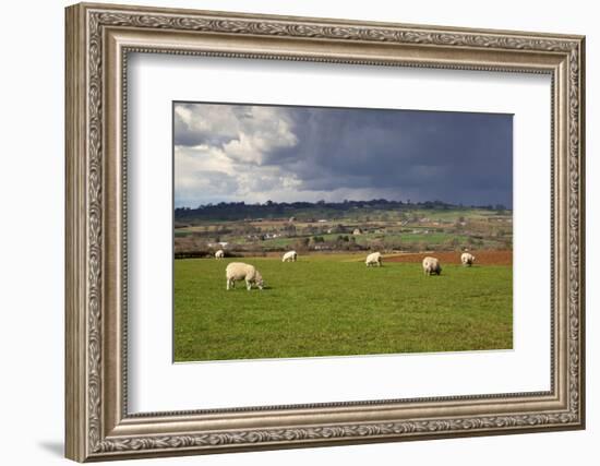 Cotswold Landscape with Sheep, Chipping Campden, Cotswolds, Gloucestershire, England-Stuart Black-Framed Photographic Print