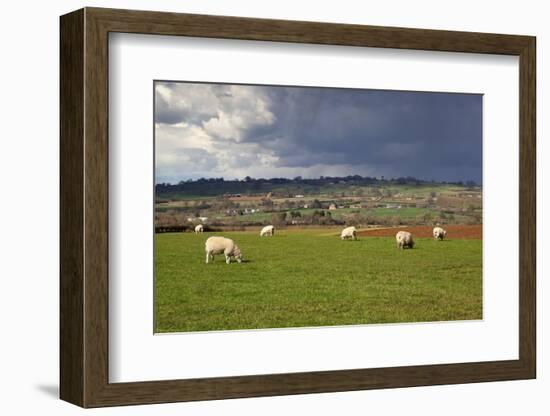 Cotswold Landscape with Sheep, Chipping Campden, Cotswolds, Gloucestershire, England-Stuart Black-Framed Photographic Print